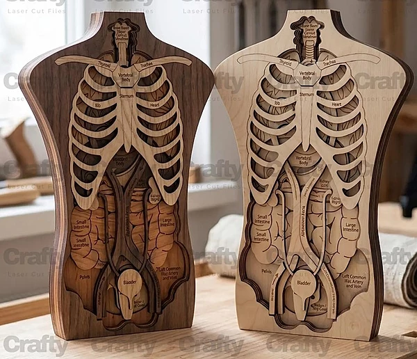 Human Anatomy 3D layered Model
